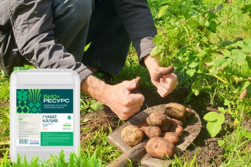 Картофель: посадка и выращивание