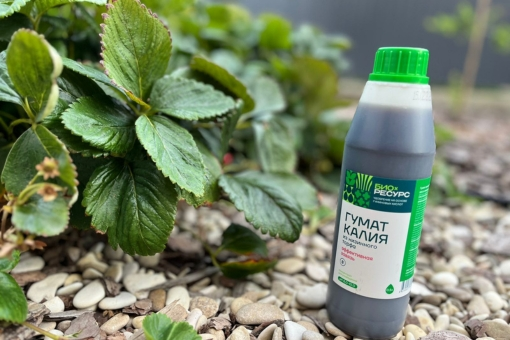 Клубника - «соломенная ягода»