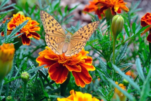 Макушка лета – июль