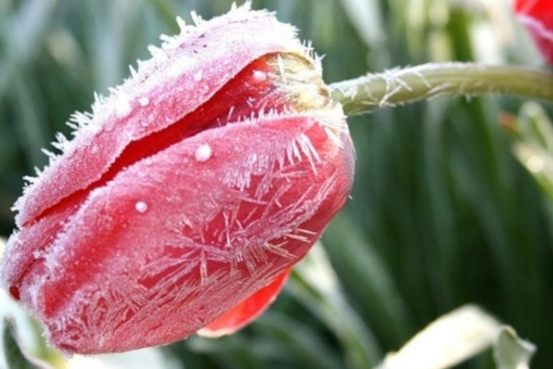 Защита от заморозков