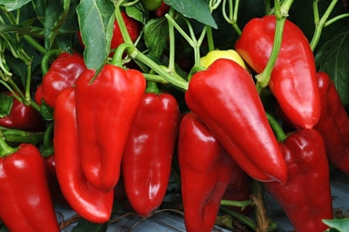 Бдительный дачник не дремлет