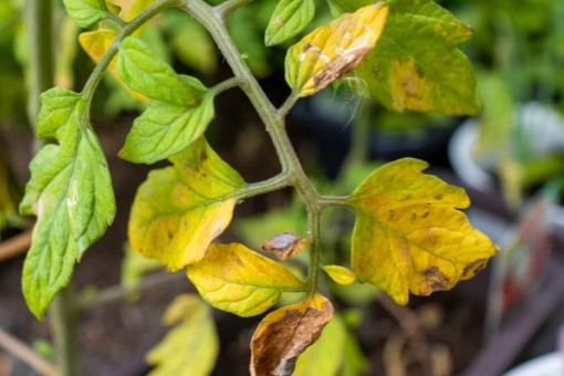 Весной осень?