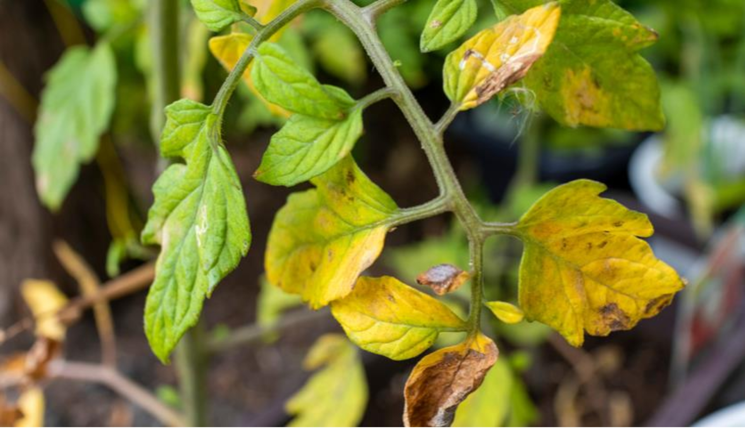 Весной осень?