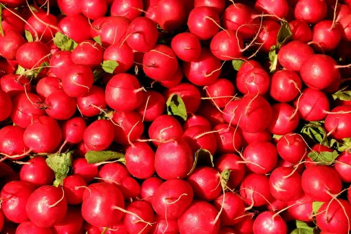 Как «Биоресурс» влияет на урожайность редиса