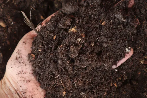 Пуста грядка не бывает