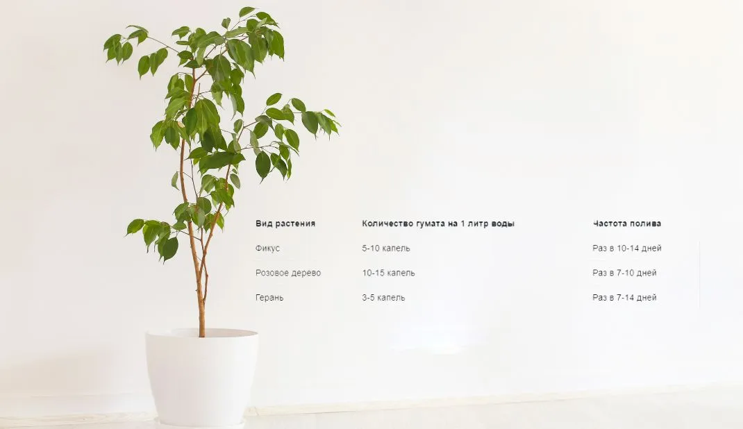 Кормить или не кормить?