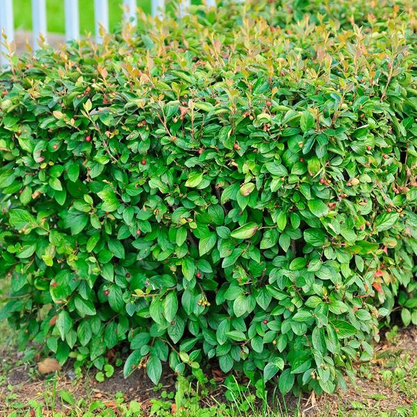 Кизильник блестящий