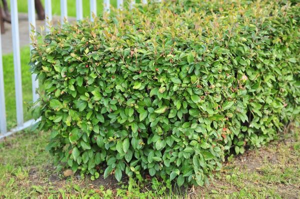 Кизильник блестящий