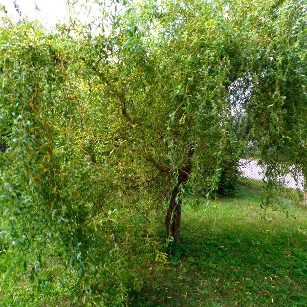 Ива извилистая
