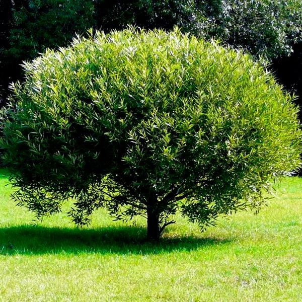 Ива ломкая шаровидная