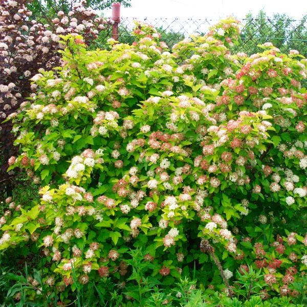 Пузыреплодник калинолистный