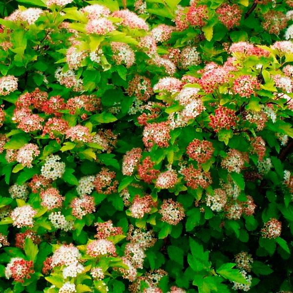 Пузыреплодник калинолистный