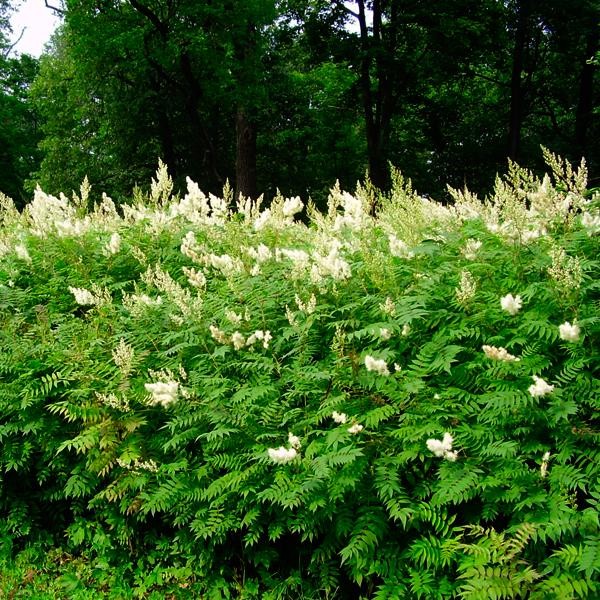 Рябинник рябинолистный