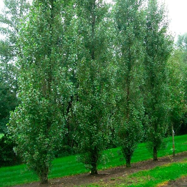 Тополь серебристый (белый)