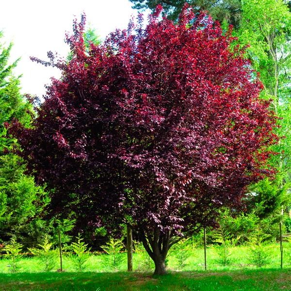 Черемуха краснолистная (виргинская)