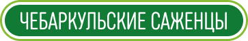 Чебаркульские саженцы